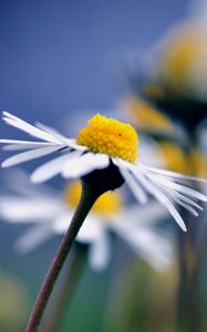 Preview wallpaper daisy, flower, macro, petals