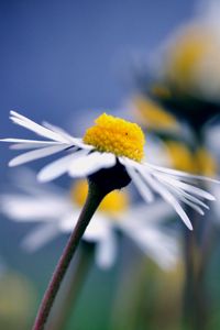 Preview wallpaper daisy, flower, macro, petals