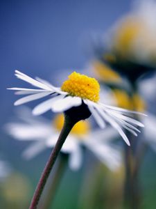 Preview wallpaper daisy, flower, macro, petals