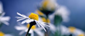 Preview wallpaper daisy, flower, macro, petals