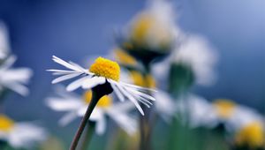 Preview wallpaper daisy, flower, macro, petals