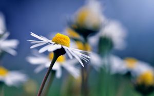 Preview wallpaper daisy, flower, macro, petals