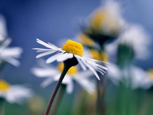 Preview wallpaper daisy, flower, macro, petals