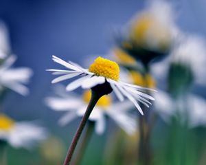 Preview wallpaper daisy, flower, macro, petals