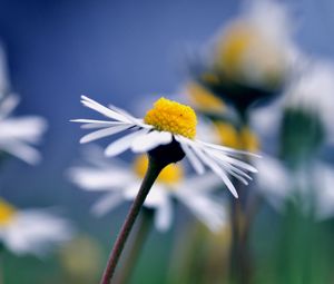 Preview wallpaper daisy, flower, macro, petals