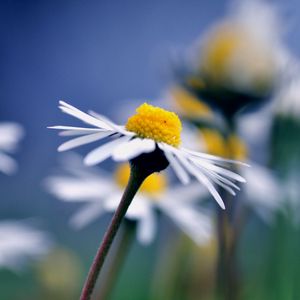 Preview wallpaper daisy, flower, macro, petals