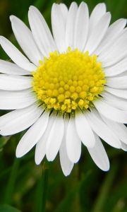 Preview wallpaper daisy, flower, meadow, grass, pollen