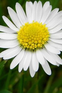 Preview wallpaper daisy, flower, meadow, grass, pollen