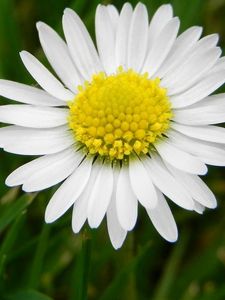 Preview wallpaper daisy, flower, meadow, grass, pollen