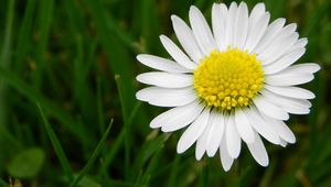 Preview wallpaper daisy, flower, meadow, grass, pollen