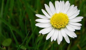 Preview wallpaper daisy, flower, meadow, grass, pollen