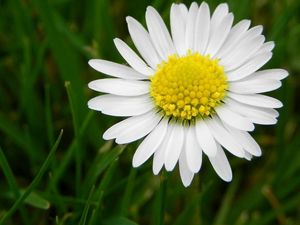 Preview wallpaper daisy, flower, meadow, grass, pollen