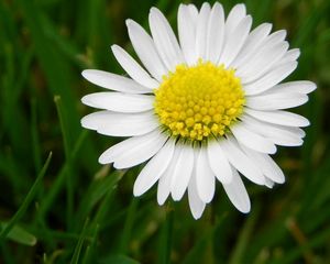 Preview wallpaper daisy, flower, meadow, grass, pollen