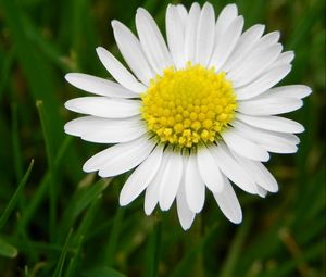 Preview wallpaper daisy, flower, meadow, grass, pollen