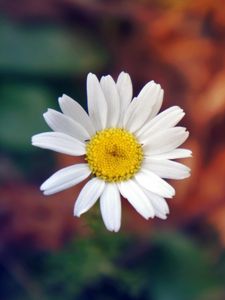 Preview wallpaper daisy, flower, petals, close-up