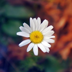 Preview wallpaper daisy, flower, petals, close-up