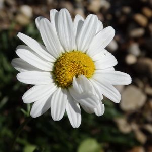 Preview wallpaper daisy, flower, petals, close-up