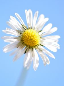 Preview wallpaper daisy, flower, petals, close-up