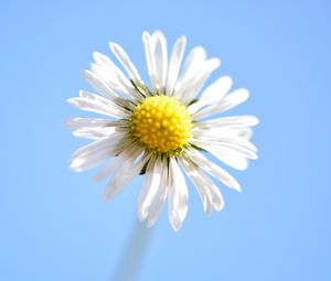 Preview wallpaper daisy, flower, petals, close-up