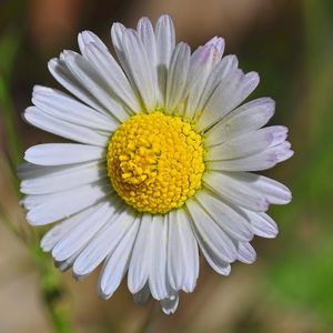 Preview wallpaper daisy, flower, petals, bud