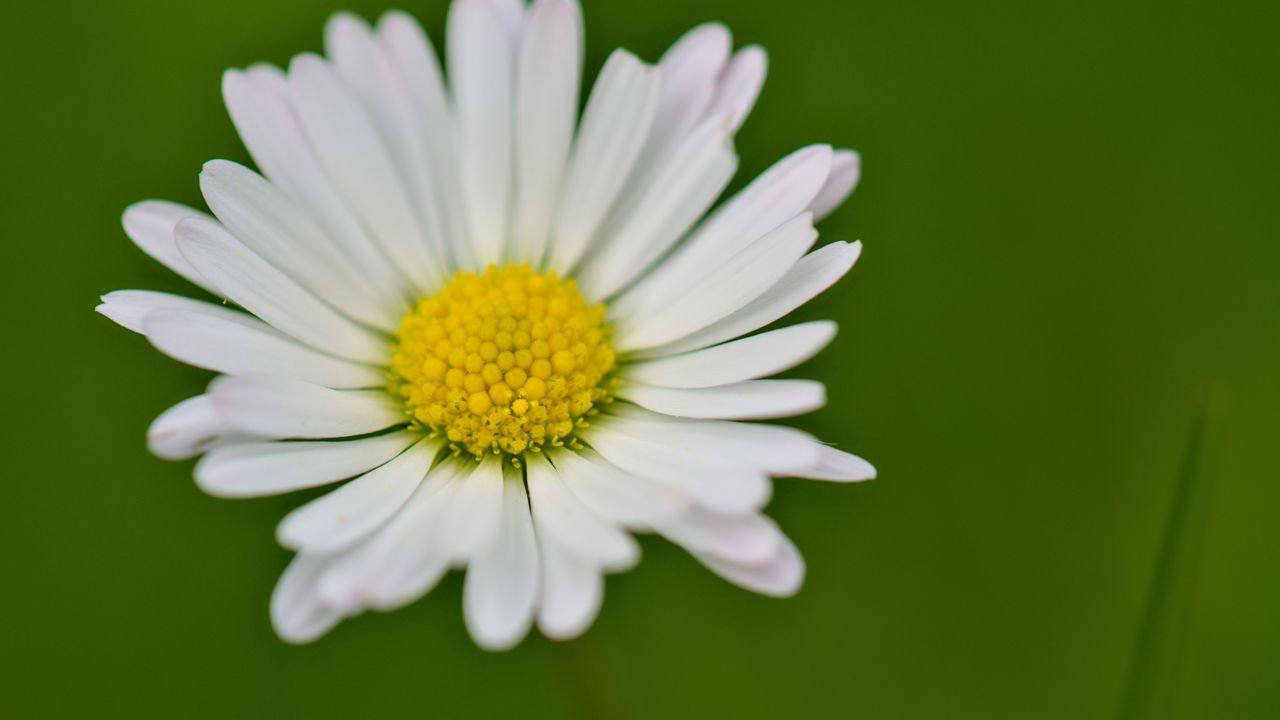 Wallpaper daisy, flower, petals, white, blur