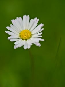 Preview wallpaper daisy, flower, petals, white, blur