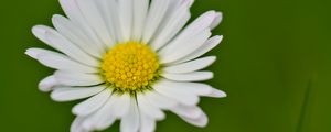 Preview wallpaper daisy, flower, petals, white, blur