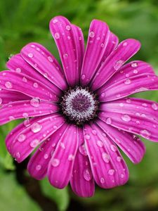 Preview wallpaper daisy, flower, petals, drops, wet