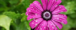 Preview wallpaper daisy, flower, petals, drops, wet