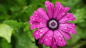 Preview wallpaper daisy, flower, petals, drops, wet