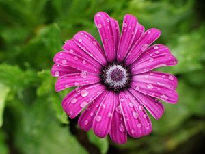 Preview wallpaper daisy, flower, petals, drops, wet