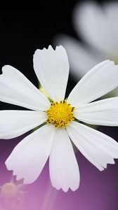 Preview wallpaper daisy, flower, petals, background