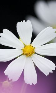 Preview wallpaper daisy, flower, petals, background