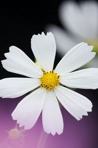 Preview wallpaper daisy, flower, petals, background