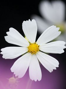 Preview wallpaper daisy, flower, petals, background