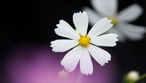 Preview wallpaper daisy, flower, petals, background