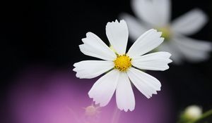 Preview wallpaper daisy, flower, petals, background