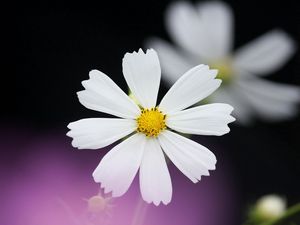 Preview wallpaper daisy, flower, petals, background