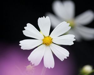 Preview wallpaper daisy, flower, petals, background