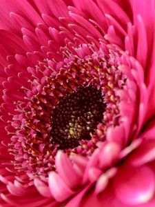 Preview wallpaper daisy, flower, petals, pink, macro