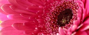 Preview wallpaper daisy, flower, petals, pink, macro