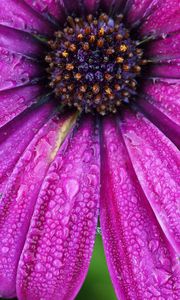 Preview wallpaper daisy, flower, petals, drops, purple