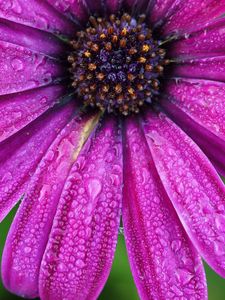 Preview wallpaper daisy, flower, petals, drops, purple