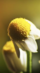 Preview wallpaper daisy, flower, petals, blurring