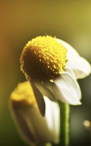 Preview wallpaper daisy, flower, petals, blurring