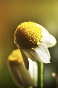 Preview wallpaper daisy, flower, petals, blurring