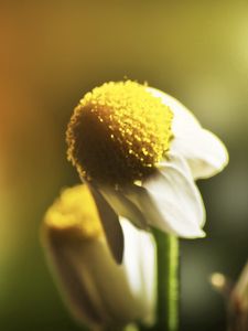 Preview wallpaper daisy, flower, petals, blurring