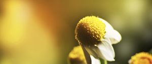 Preview wallpaper daisy, flower, petals, blurring