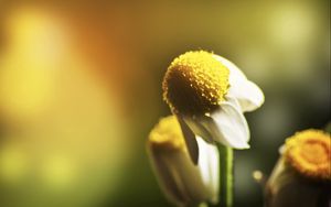 Preview wallpaper daisy, flower, petals, blurring