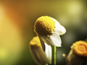 Preview wallpaper daisy, flower, petals, blurring